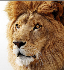 Disable “Reopen windows when logging back in” by default - OS X Lion